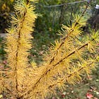 Color for Thought: Shades of Tamarack in Green and Gold