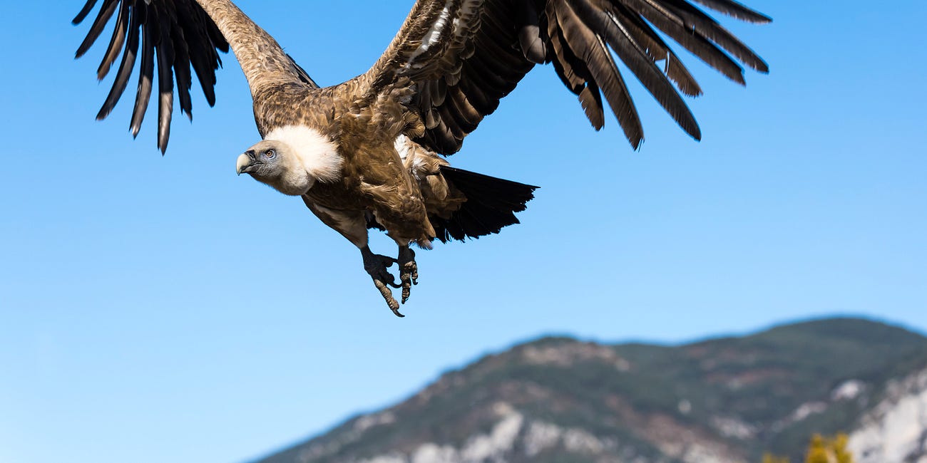 Lean Times for Vultures