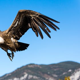 Lean Times for Vultures