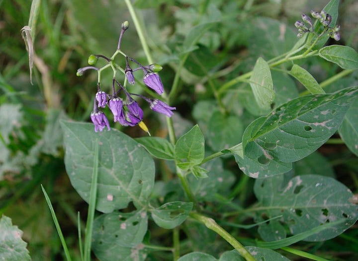 Purple and yellow flowers of bittersweet and green foliage