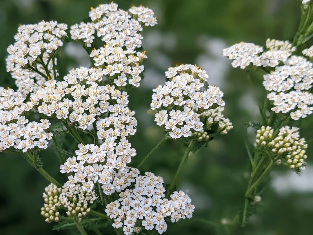 a close up of white flowers