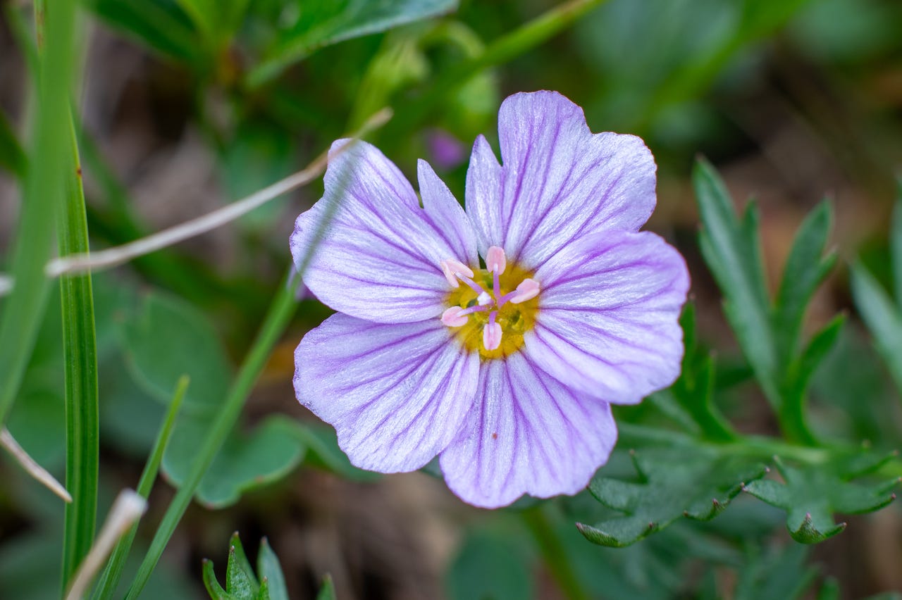 A single five-petaled flower, pale lavender with fine darker veining and a yellow center ringed by pink-tipped stamens, seen close against blurred green leaves and grass.