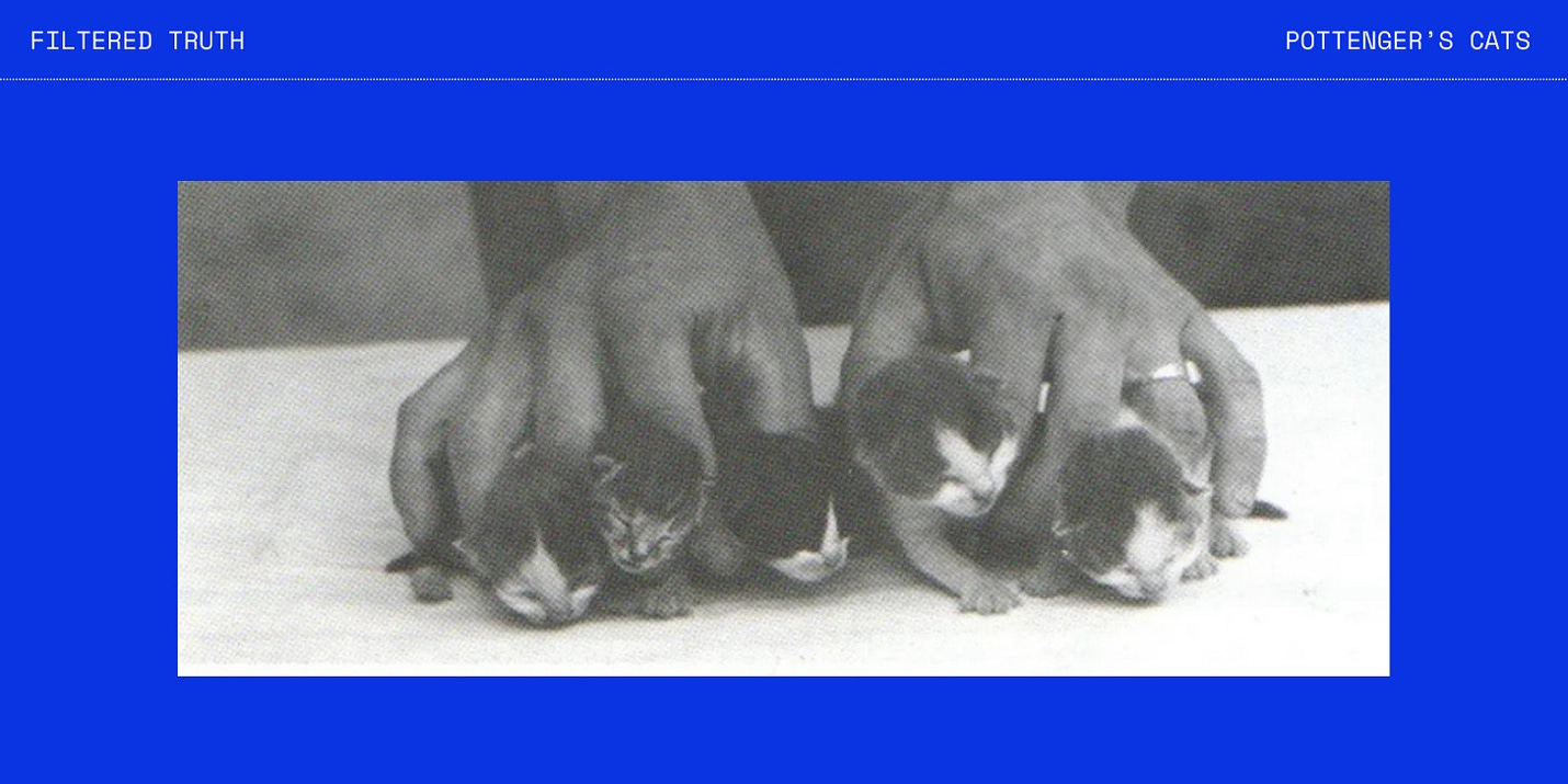 A hand holding kittens

AI-generated content may be incorrect.