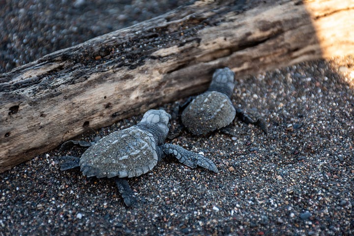 baby sea turtles emerging from the sand and encountering obstacles