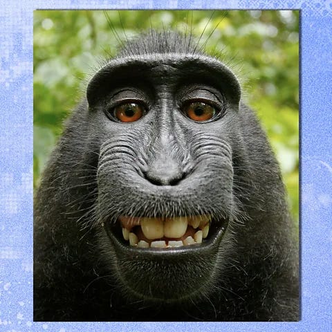 David Slater/ Caters New/ BBC Photograph of a black macaques taking a selfie (Credit: David Slater/ Caters New/ BBC)