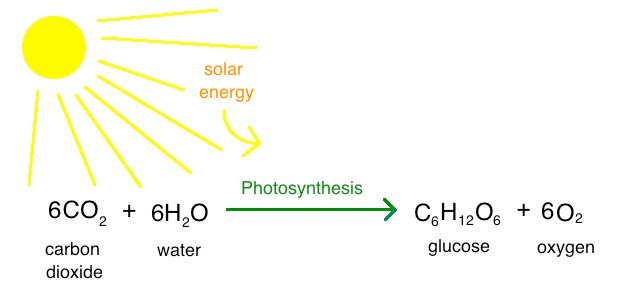 In photosynthesis, solar energy is harvested and converted to chemical energy in the form of glucose using water and carbon dioxide. Oxygen is released as a byproduct. 