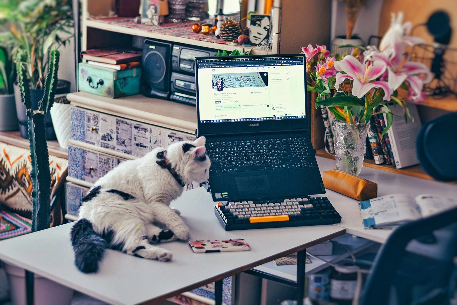 Un chat en plein télétravail