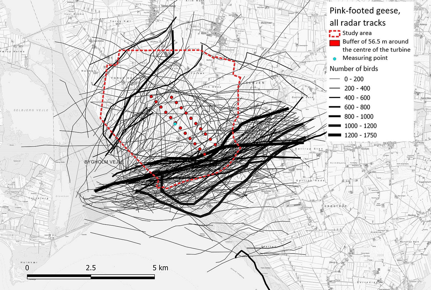 Trajectory of pink-footed geese registered using radar with variations in width according to flock size. The red markings comprise the turbines and the study area.