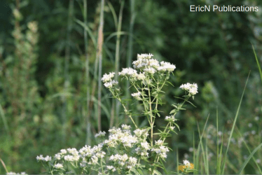Whorled Mountain Mint