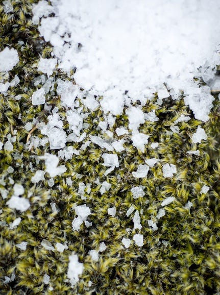man turning salt and close up of salt flakes with seaweed