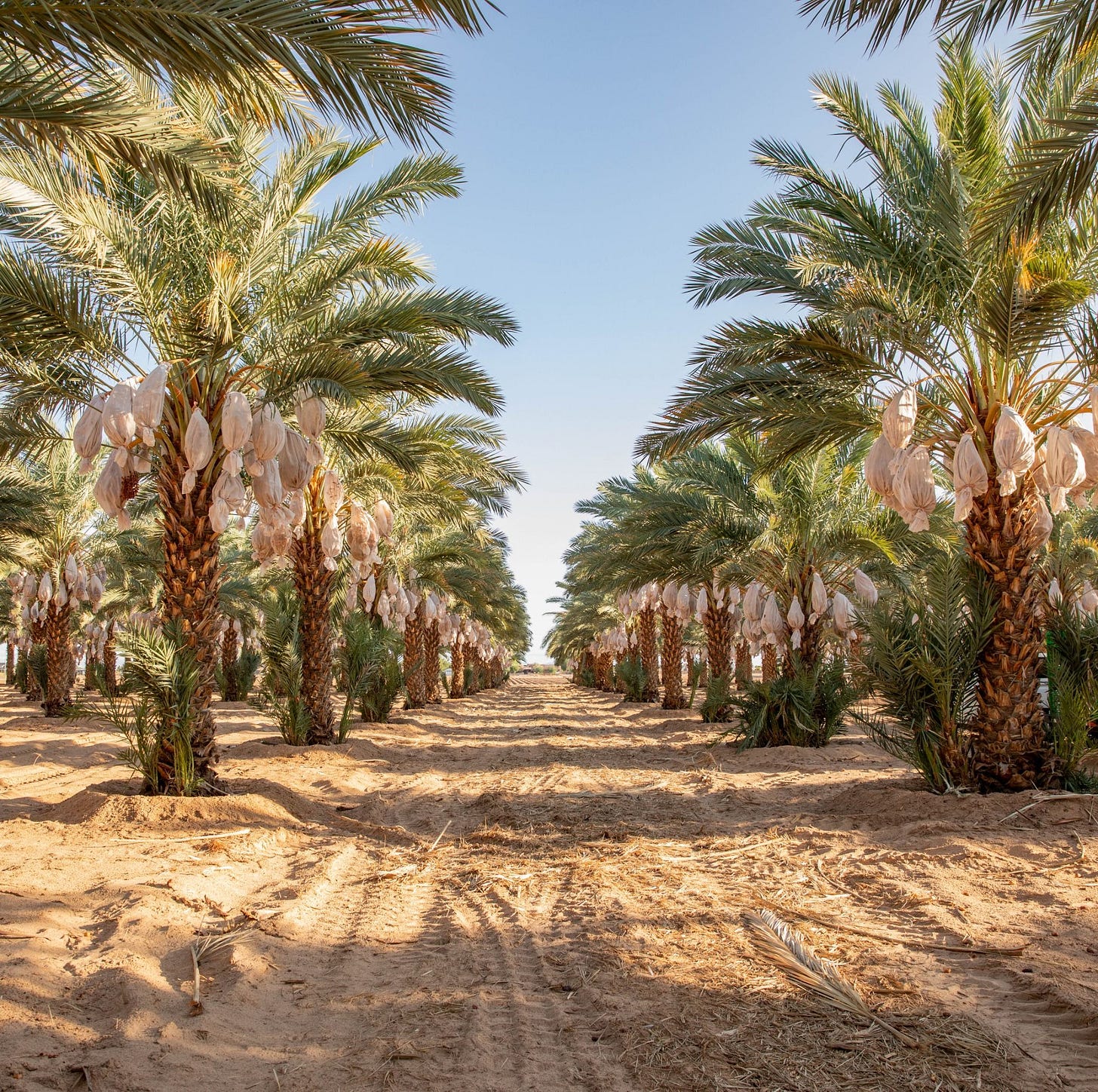 Medjool date grove in Arizona