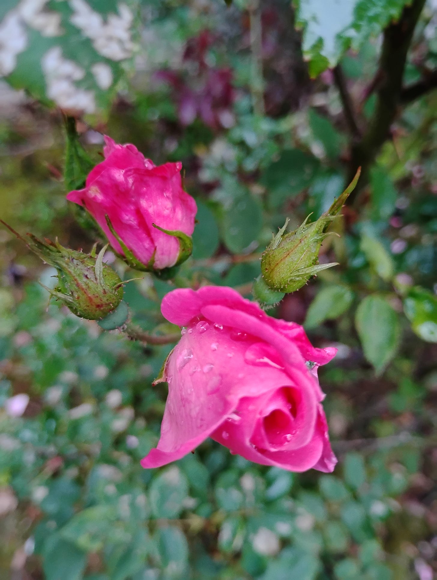 budding pink roses with green leaves covered in water droplets