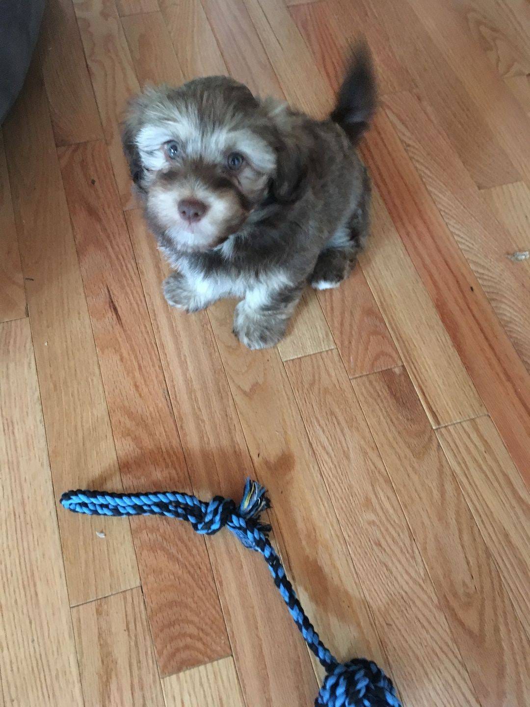 Walter the puppy