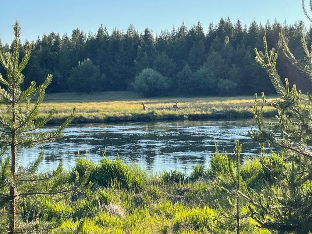 Two deer in the tall grasses beside a peaceful river on one side and a forest on the other.