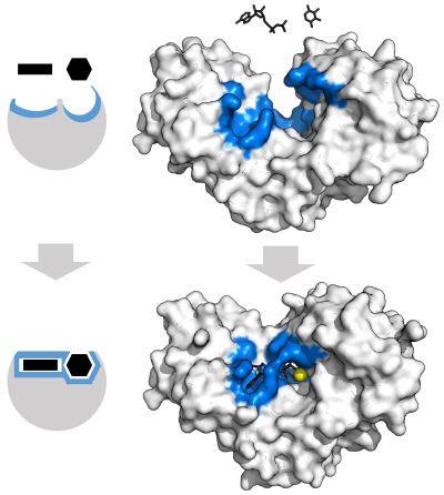 Hexokinase displayed as an opaque surface with a pronounced open binding cleft next to unbound substrate (top) and the same enzyme with more closed cleft that surrounds the bound substrate (bottom) Hexokinase displayed as an opaque surface with a pronounced open binding cleft next to unbound substrate (top) and the same enzyme with more closed cleft that surrounds the bound substrate (bottom)