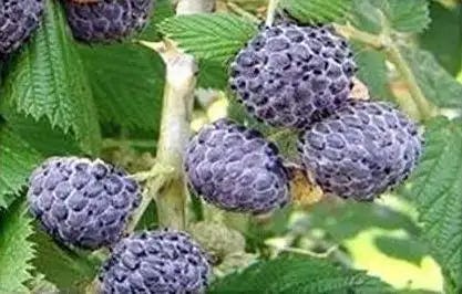 Rubus leucodermis - Wikipedia