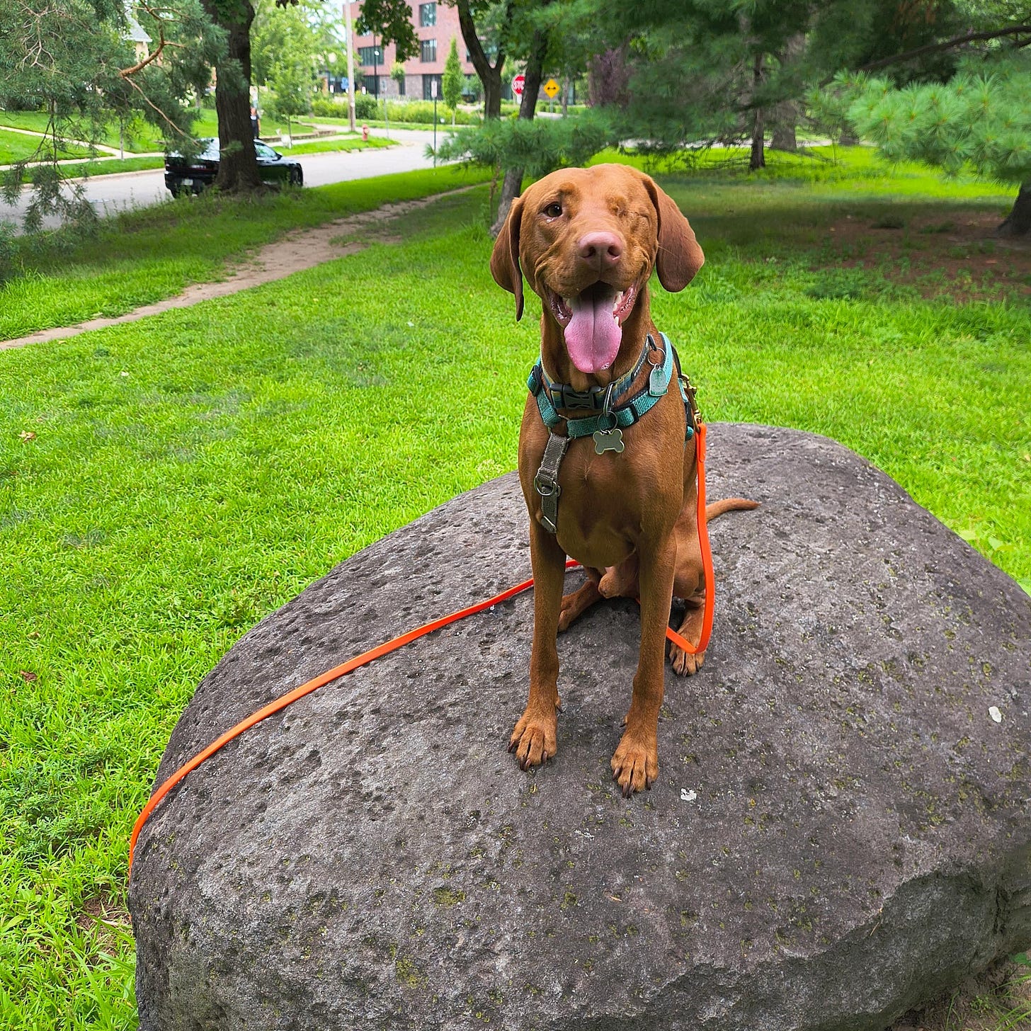 Lief, the one-eyed vizsla, excitedly looks at the camera as he sits on a magnificent rock. 