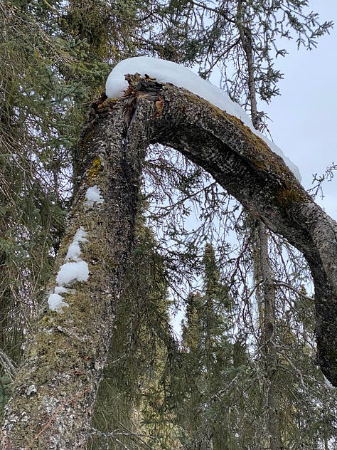 Photos of trees and snow in Connor's Bog after a winter filled with heavy snowfall. Most of the snow has dropped to the ground but snowballs and snow slicks remain perched high in the tree tops or on trunks bent by the snowfall and wind.