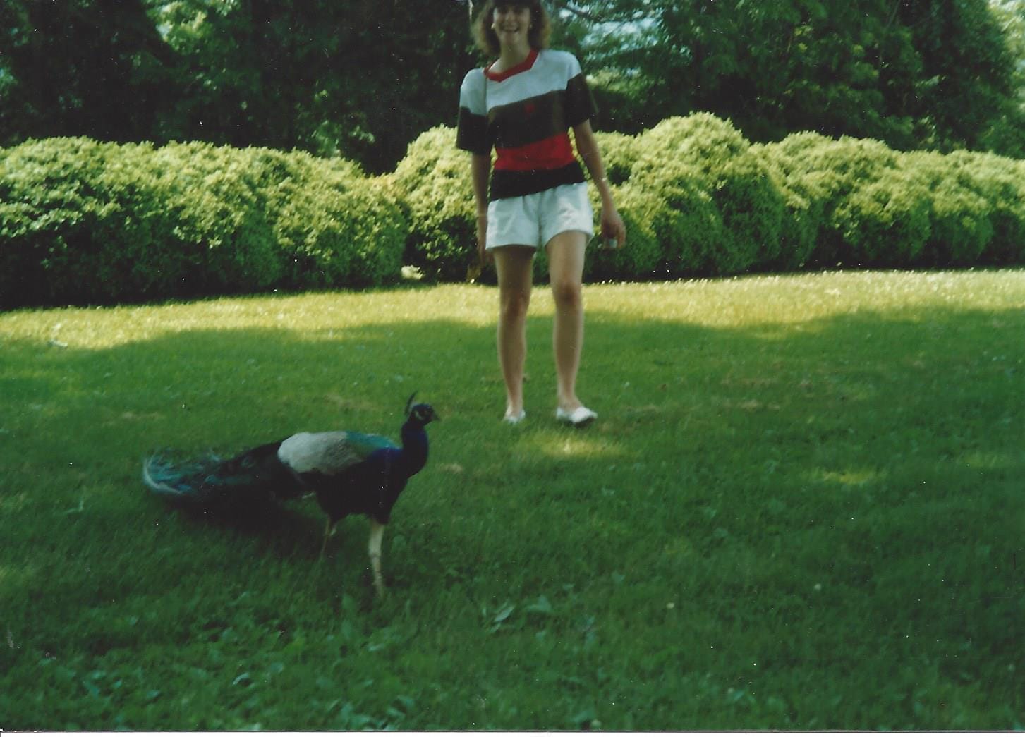Young woman walking across a grassy lawn towards a peacock that's on the loose Young woman walking across a grassy lawn towards a peacock that's on the loose