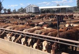 Feedlot approach to farming and why it should stop. - Castle Estate Food Co
