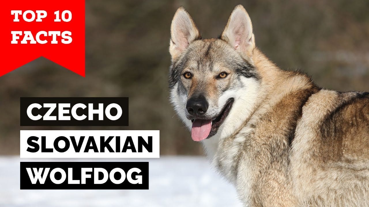 Czechoslovakian Wolfdog - Top 10 Facts