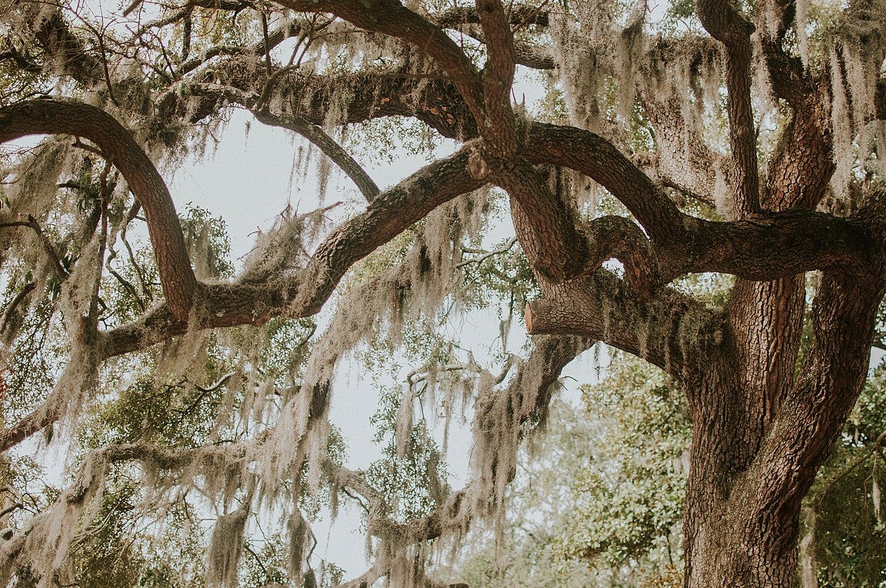 https://upload.wikimedia.org/wikipedia/commons/thumb/5/57/Savannah%2C_Georgia_%28Unsplash%29.jpg/1280px-Savannah%2C_Georgia_%28Unsplash%29.jpg