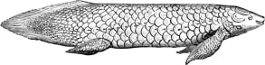 Scale Mail