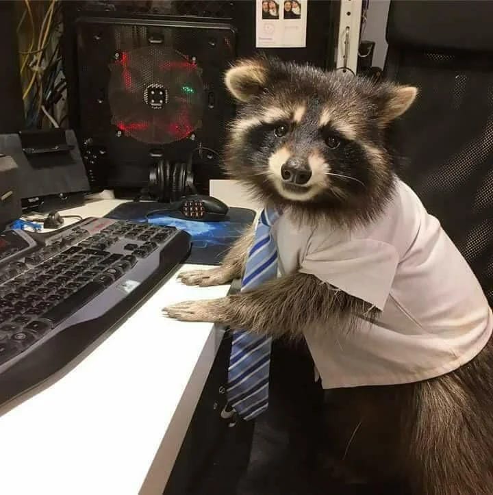 A raccoon in a suit and tie sitting at a computer
