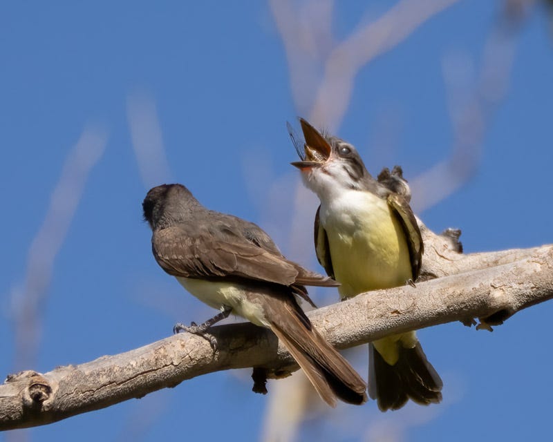 20250822-BoxCanyon-270-Edit.jpg 20250822-BoxCanyon-270-Edit.jpg