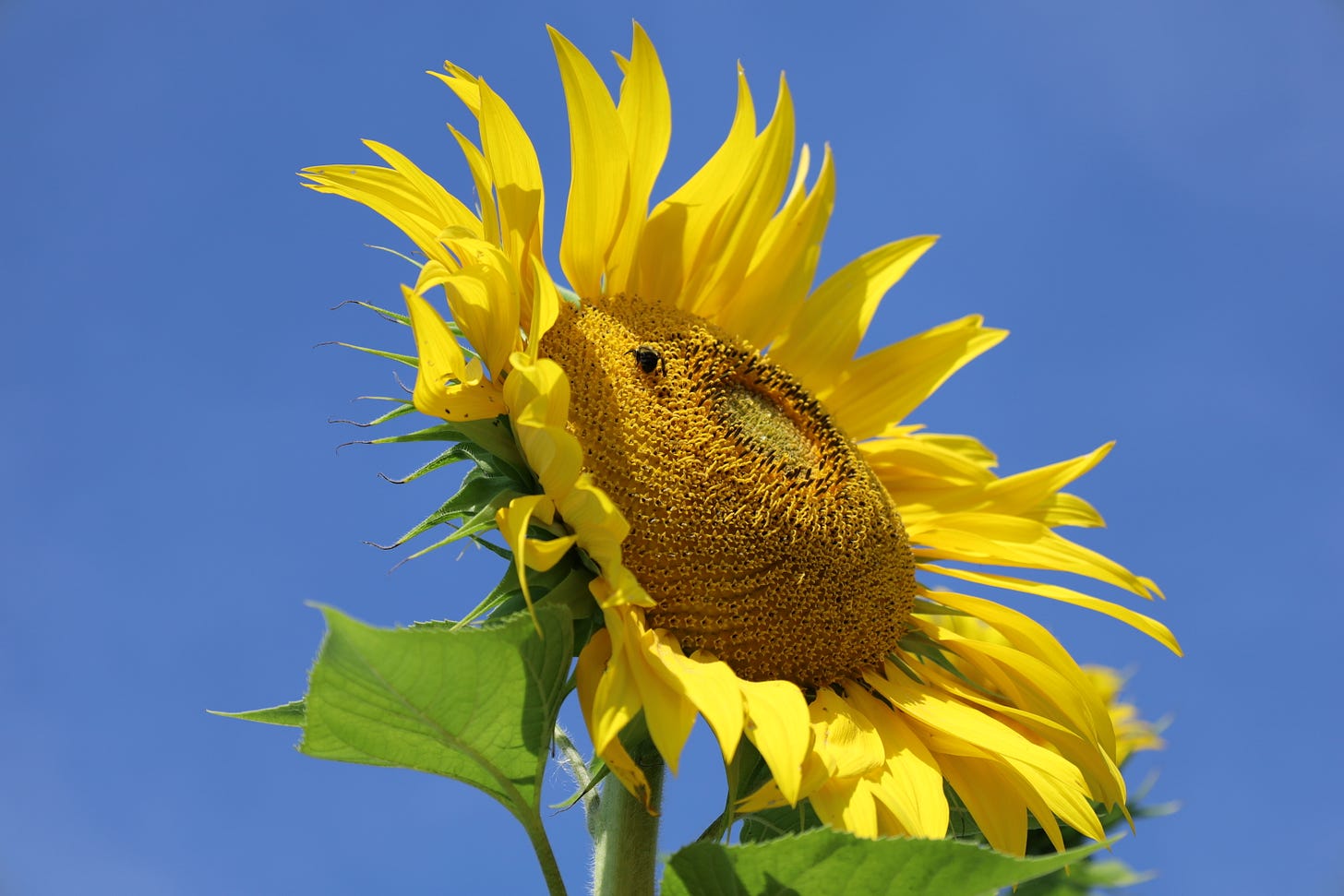 Sunflower with a bumblebee