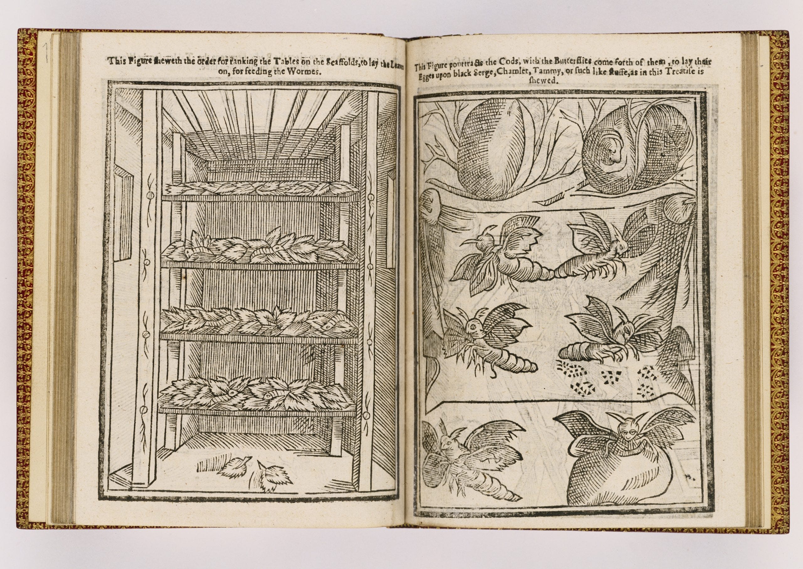 Drawing of silkworm raising in book
