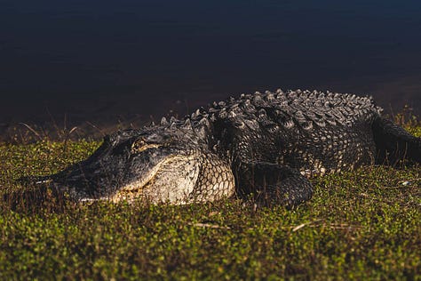 A group of alligators congregates near the edge of The Deep Hole, their bodies partially submerged in the water. Some rest on the bank, while others float nearby, creating a scene of primal beauty.