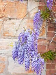 Wisteria - Plants & Flowers Foundation