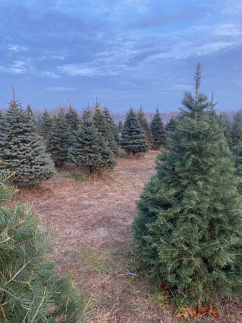 9 photos of Christmas trees (various firs) and mist-covered fields
