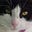 Max the Cat's avatar