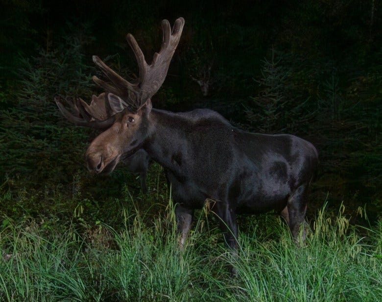 A moose in the dark. 