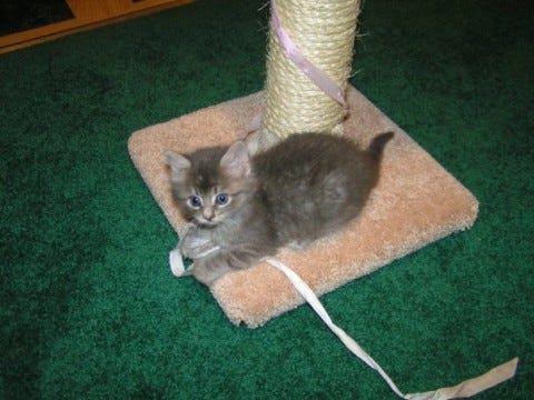 Kali Kitten-Proof Kali Kitten-Proof