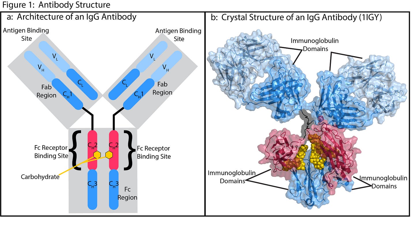 IgG Antibodies and Fcγ Receptors in Immunotherapy