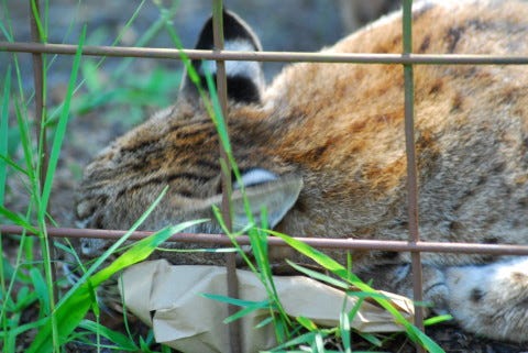 Bobcat_spices_similarities_between_domestic_cats_and_Big_cats Bobcat_spices_similarities_between_domestic_cats_and_Big_cats