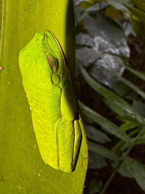 Images from the rainforest.