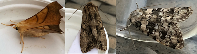 Dusky Thorn, Dark Arches, Marbled Beauty