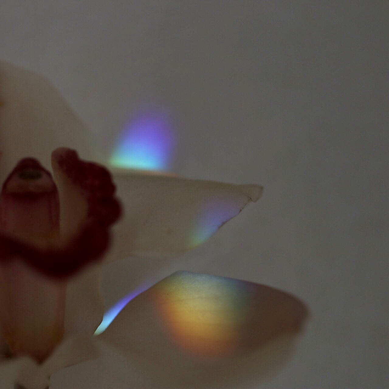 Love & Other Frequencies by Nitsa Citrine