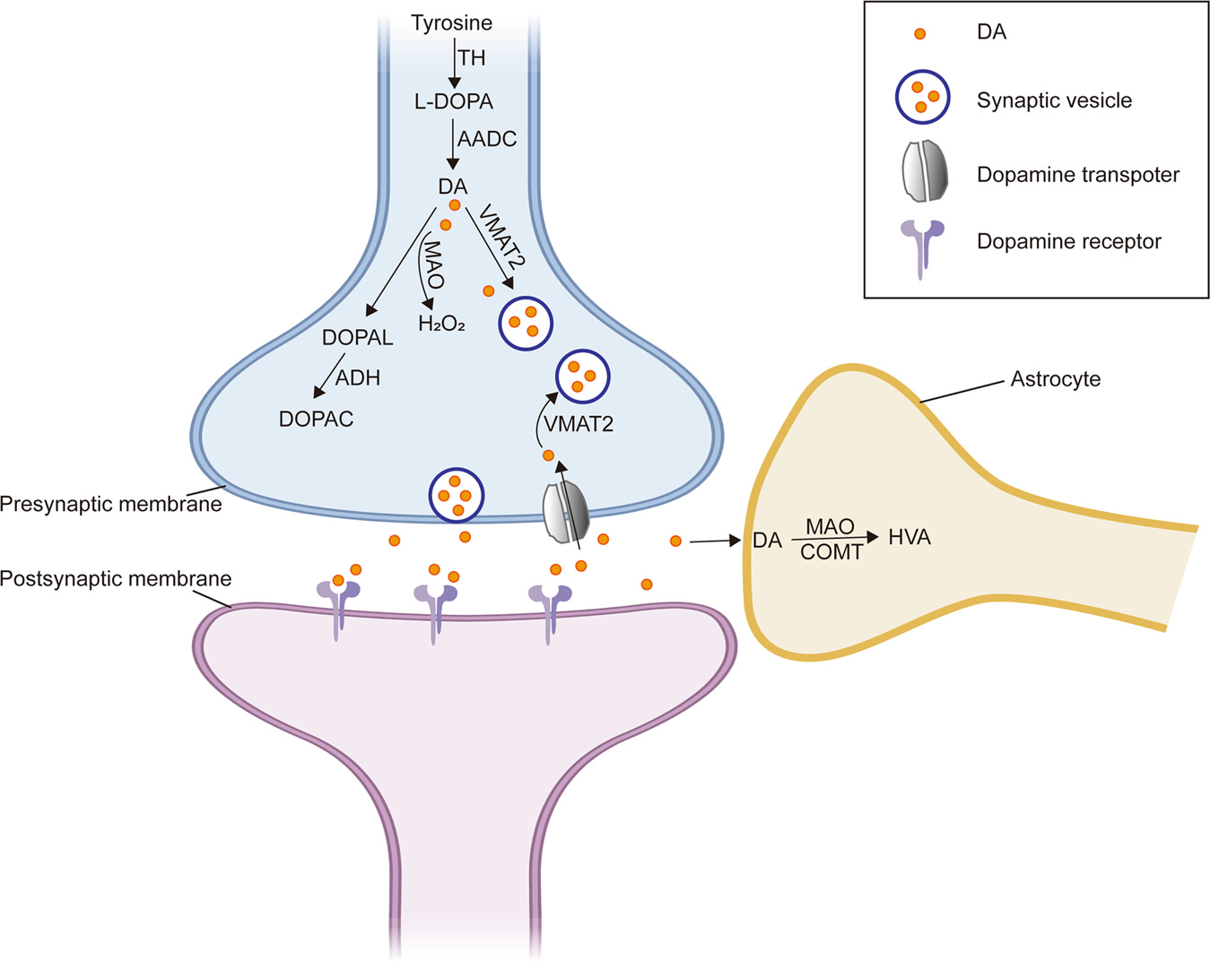 The interplay of dopamine metabolism abnormalities and mitochondrial defects in the pathogenesis of schizophrenia | Translational Psychiatry The interplay of dopamine metabolism abnormalities and mitochondrial defects in the pathogenesis of schizophrenia | Translational Psychiatry