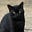 Salem's avatar