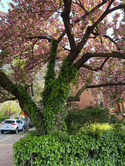 Cherry blossoms