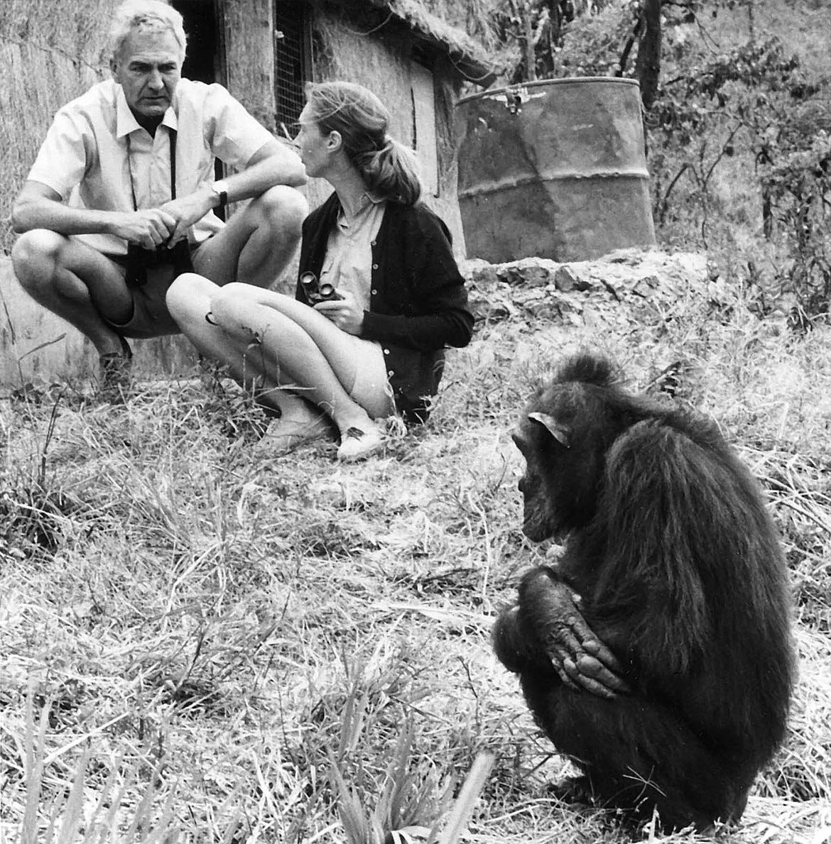 LEAKEY FOUNDATION ARCHIVES
Louis Leakey and Jane Goodall whom he mentored and encouraged to study chimpanzees.