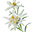 edelweiss's avatar