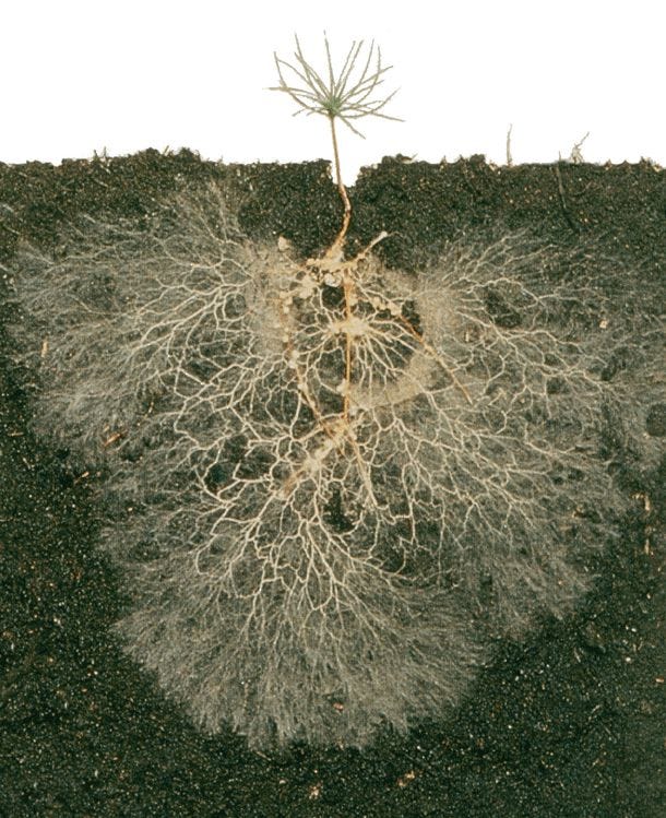 baby-tree-roots baby-tree-roots