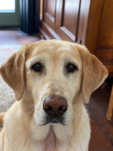 A dog looking at the camera

AI-generated content may be incorrect.