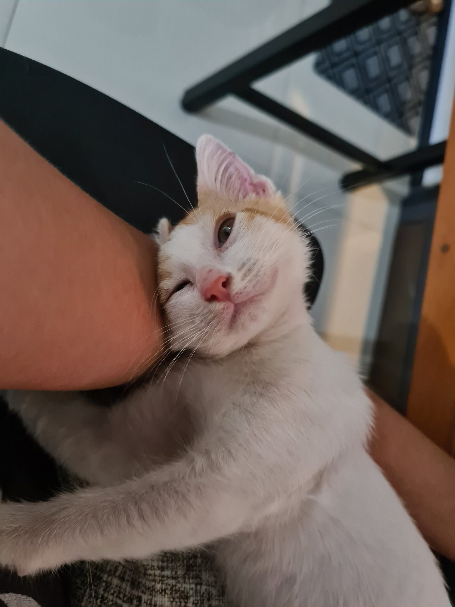 May be an image of cat